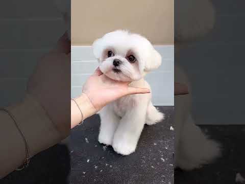 MINIATURE SHIHTZU FACE