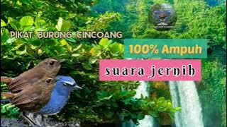 Pikat cincoang | pancingan burung jongkangan | dijamin nyauut ❗