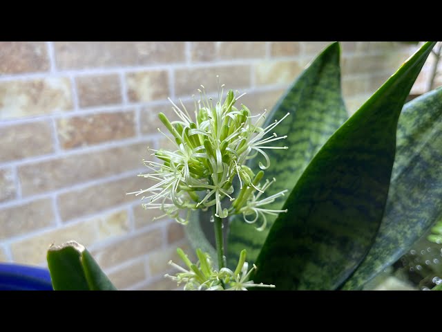貴重記録!!】滅多に見れない「サンスベリア」の花🌼✨ - YouTube