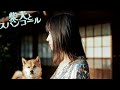 「柴犬とスパンコール」MV AI生成動画