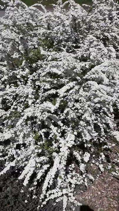 Декоративный куст - YouTube