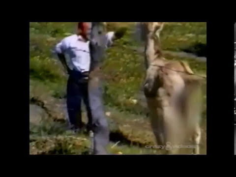 MAN CHASED BY LOVESICK DONKEY!