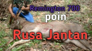 BERBURU RUSA HUTAN SUMATERA || poin perdana PCP Remington 700 || one shot khill off coking