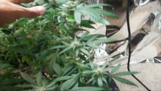 Grow Closet #28