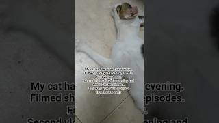 My cat had seizures this evening ☹ Filmed shortly after the episodes. @yaelmaimonartist
