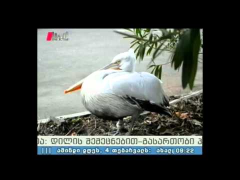 \"პიკის საათი\" 04.02.16 ხუთშაბათი - ეკოლოგიის დღე პიკში