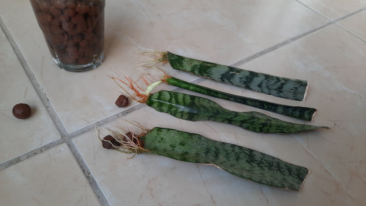 kılıç çiçeği çoğaltma. kil bilyesinde paşa kılıcı köklendirme nasıl yapılır.1yapraktan 4fide