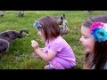 Kids Feeding Geese | Cute Baby Geese | Family Fun @ The Park!!!