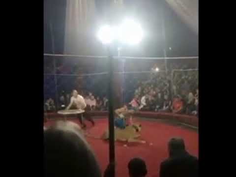 Leona ataca a una niña en circo - Leona ataca a una niña en circo