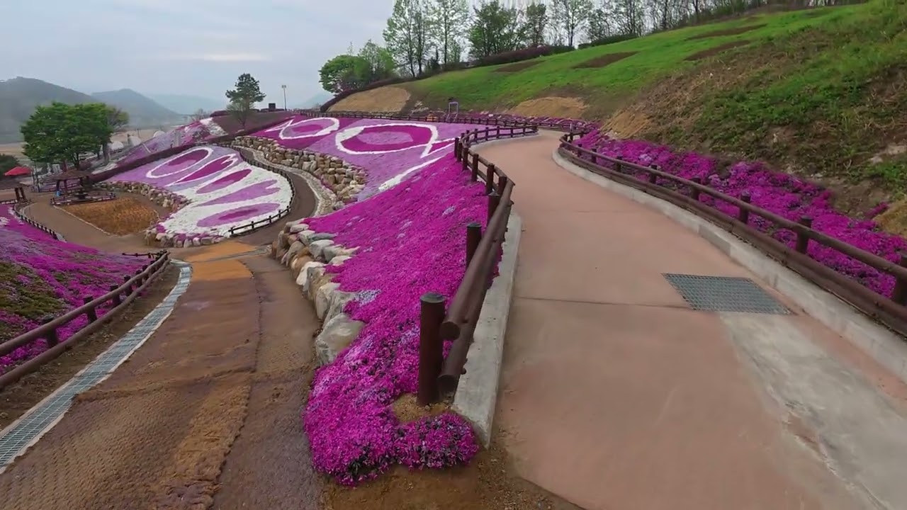 산청 꽃잔디(20250420)