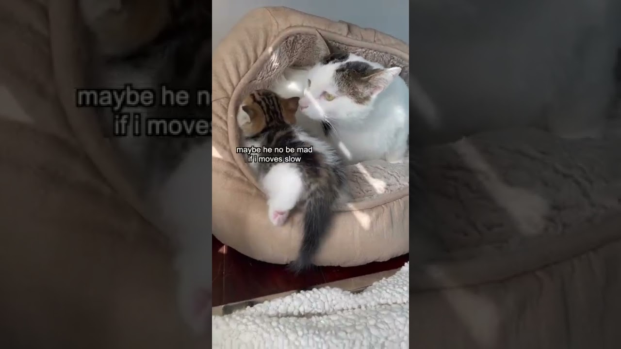 Joey meets a kitten first time🥰😍😻 