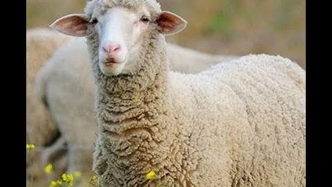 Phải nói đỉnh thiệt #khandacuuthat #xuhuongtiktok #learnontiktok #xuhuongyoutube