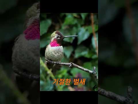 한 남자가 창고에서 의식을 잃은 벌새를 발견합니다. #동물 #animals thumbnail