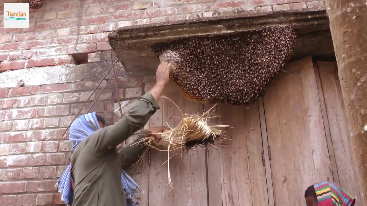 জানালার পাশে বড় মৌচাক কেটে মধু সংগ্রহ।