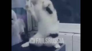 Женщина я не танцую кот Женщина я не танцую кот