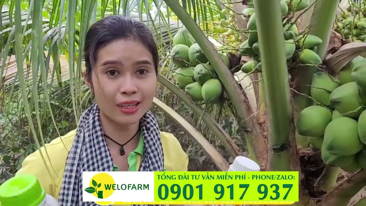 LÀM SAO DỪA SAI TRÁI NHƯ THẾ NÀY?