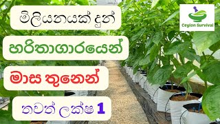 මිලියන ගනන් උපයන සුපිරි හරිතාගාරයේ බෝන්ච් වගාව|profitable polytunnel with beans |Ceylon Survival