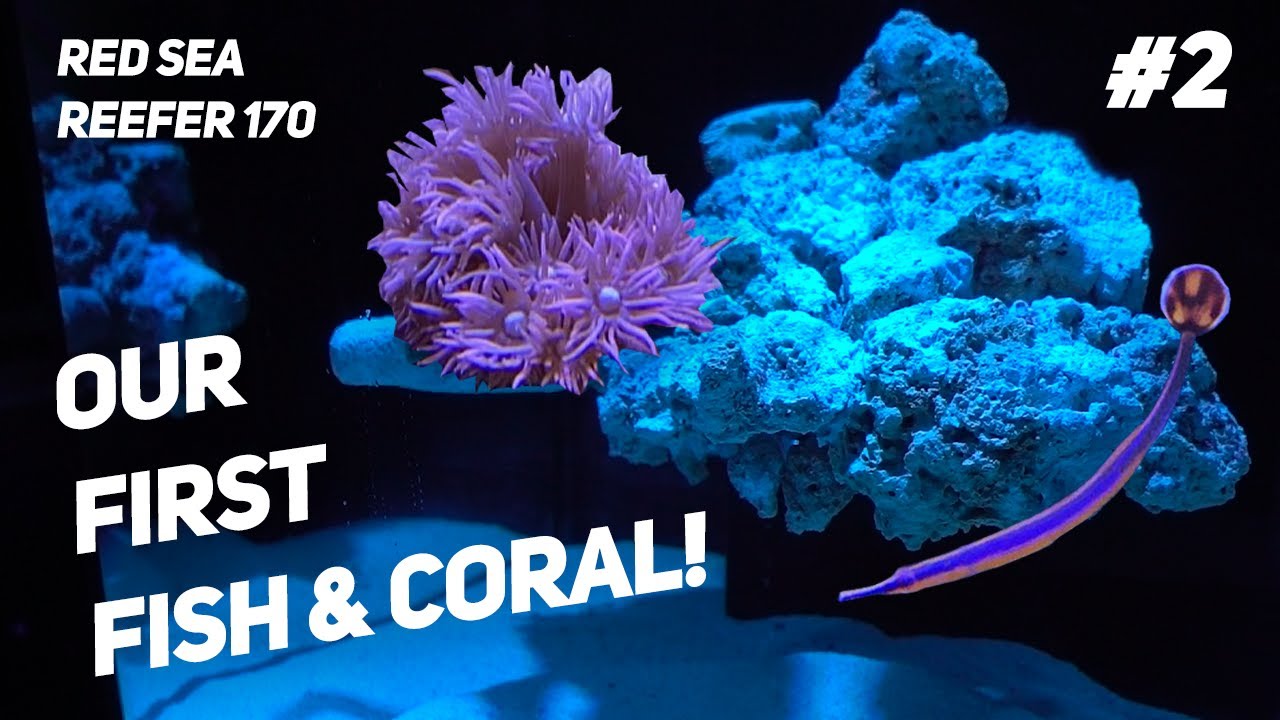 Floating Reef: Red Sea Reefer 170 - 1st Fish & Coral