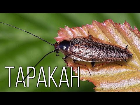 Video: Arten von Hausschaben. Art von Kakerlaken, die sich von Wimpern ernähren (Foto)