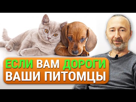 Лечение собак и кошек натуральными средствами! Лесная Аптека. Особые корма и грибные препараты!