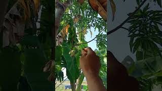kasih makan burung cucak ijo diluar kandang