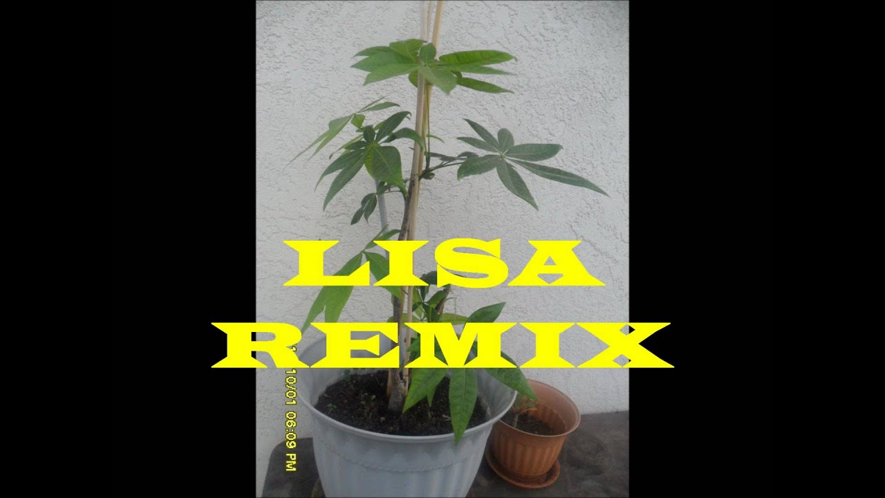 LISA "SUBED" - YouTube