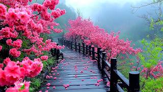 Mūzika dziedē sirdi un asinsvadus, nomierinoša mūzika atjauno nervu sistēmu un atslābina.