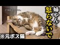 元ボス猫を家族に迎えたら自分の可愛さをよく分かってるただのぶりっ子おじさんでした