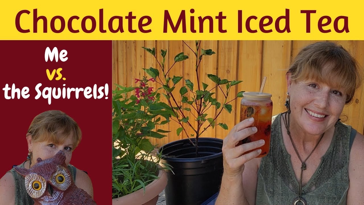 Chocolate Mint ICED TEA! And the SQUIRRELS! How Can I Stop Them? Herbal