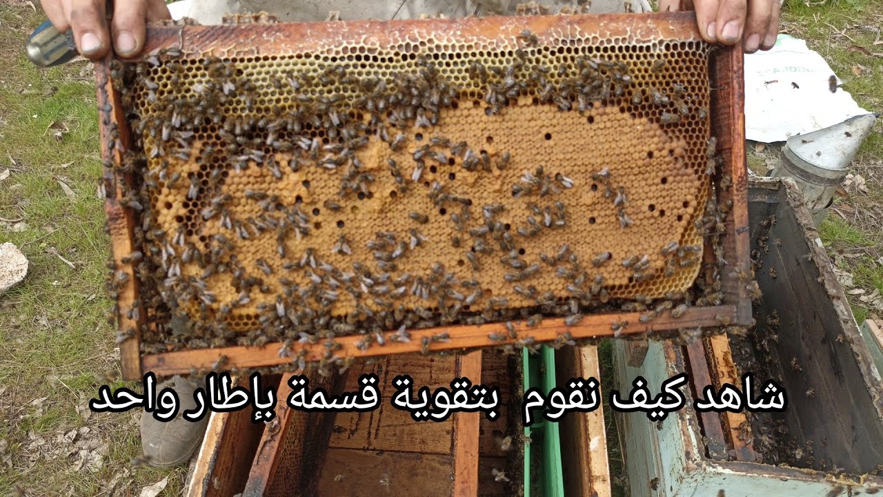 أحسن طريقة لتقوية طرود بإطار واحد