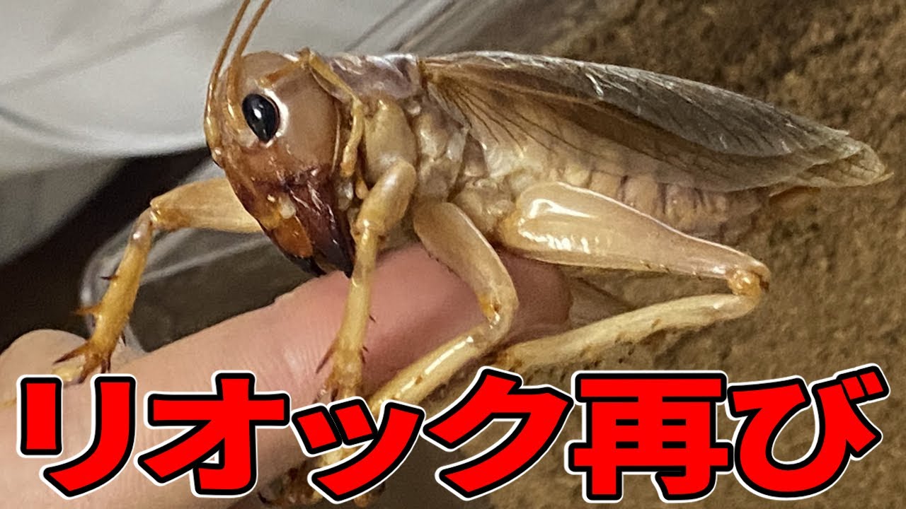 昆虫ショップにプレゼントした昆虫が怪物と化してました