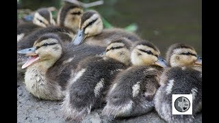 Canard Colvert Et Ses Bebes Female Mallard With Ducklings Youtube