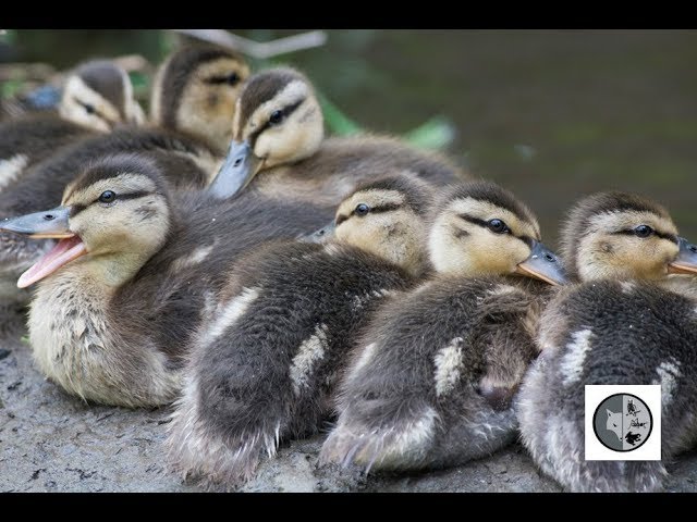 Canard Colvert Et Ses Bebes Female Mallard With Ducklings Youtube