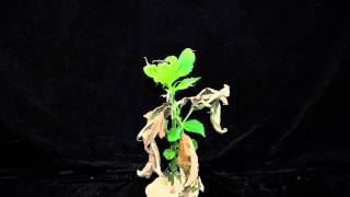 Paraquat (SOA 22) giant ragweed angle 1