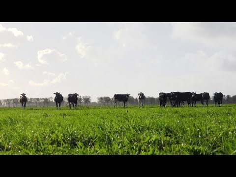 Video: Stikstofmeststoffen