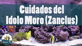 Cuidados del Idolo Moro (Zanclus)