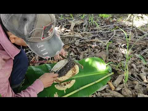 Video Get honey#1. cách bắt ong ruồi về nuôi mà không cần... - youtube