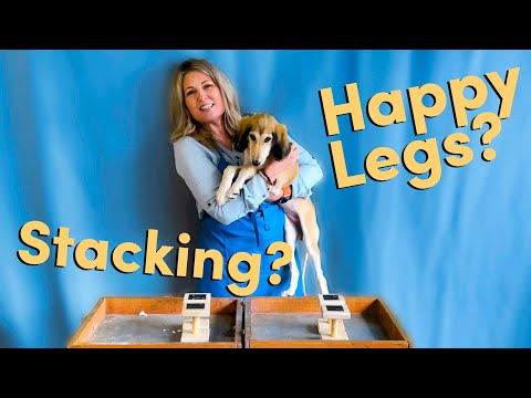 Cocker Spaniel Stacking How To Stack A Cocker Spaniel