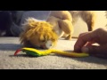 2/3/2016 - Lion vs Snake and Enderdragon