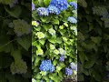 日本の紫陽花と鳥のさえずり