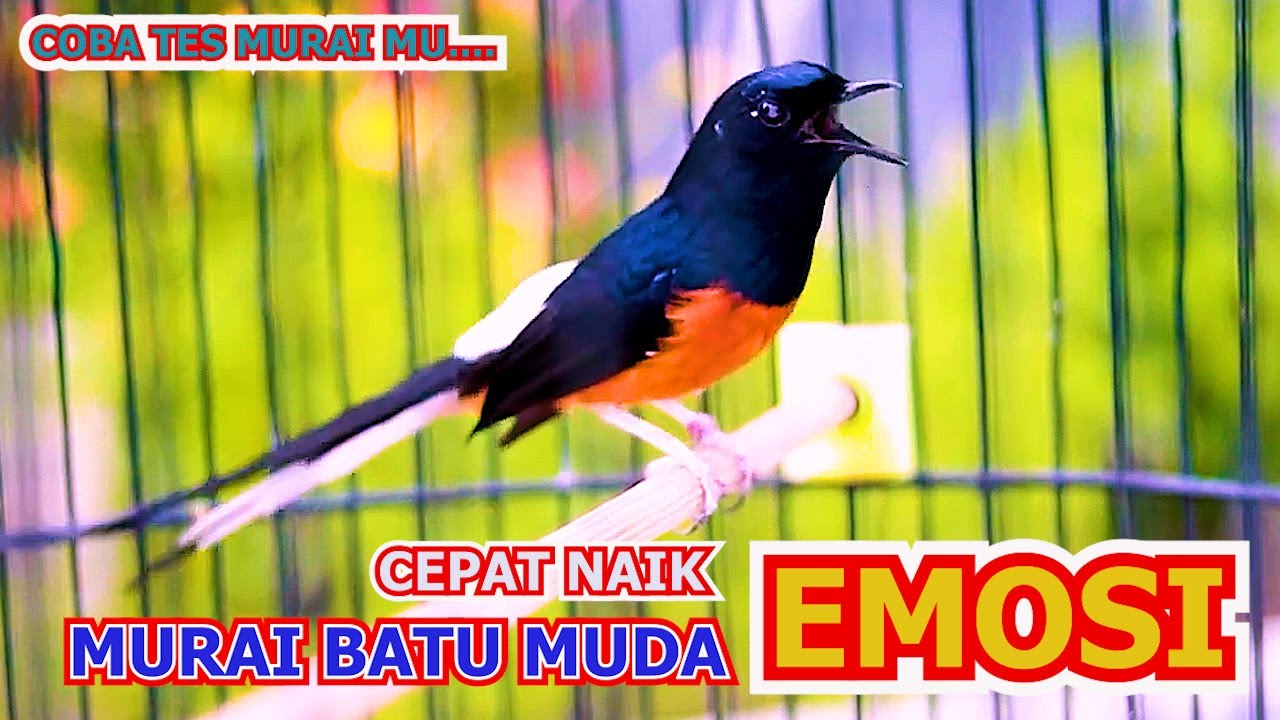 MURAI BATU GACOR NEMBAK, PANCINGAN MURAI BATU MUDA AGAR CEPAT NAIK EMOSINYA