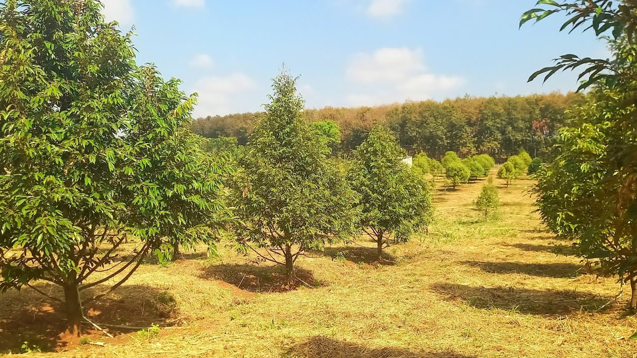 Bán nhà vườn sầu riêng đang thu đường nhựa lớn, gần QL 13,sẵn thổ cư, =S 9111m²,giá 1ty980tr,bao sổ 