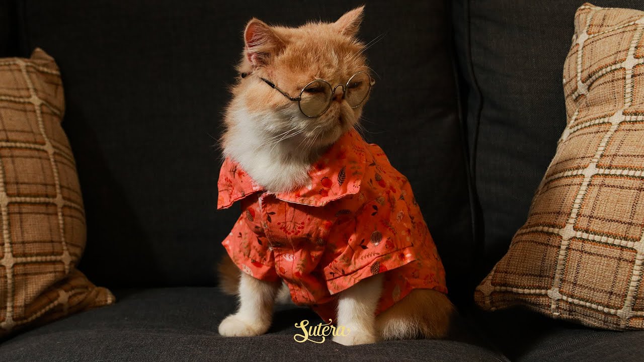 cat in smoking jacket