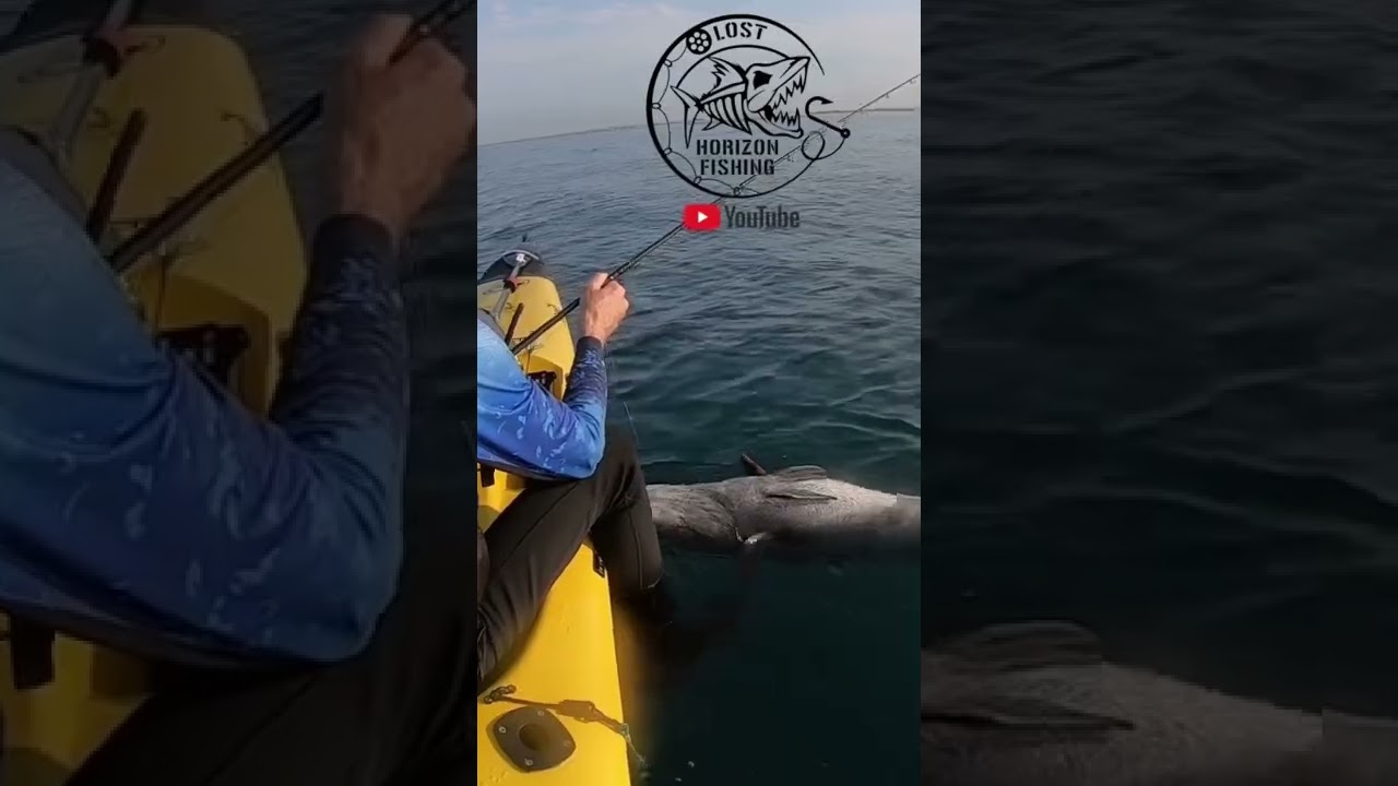 Black Sea Bass: The Forbidden Giant!