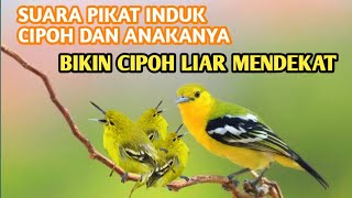 suara pikat cipoh/sirtu paling ampuh parah anti zonk!!!