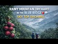 This Rainy Apple Orchard in the Blue Ridge Felt Like Heaven 🍎🌧️ (বৃষ্টিস্নাত অ্যাপল অর্চার্ড)