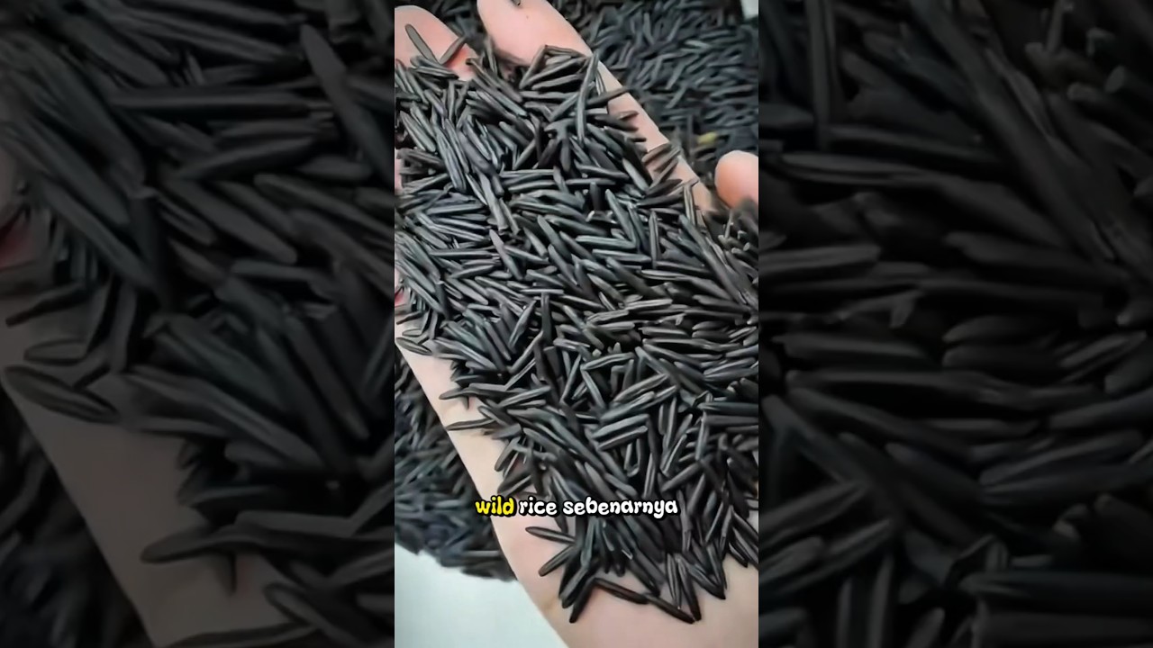 Panen wild rice atau beras liar. 😲‼️ yang kaya akan protein. 