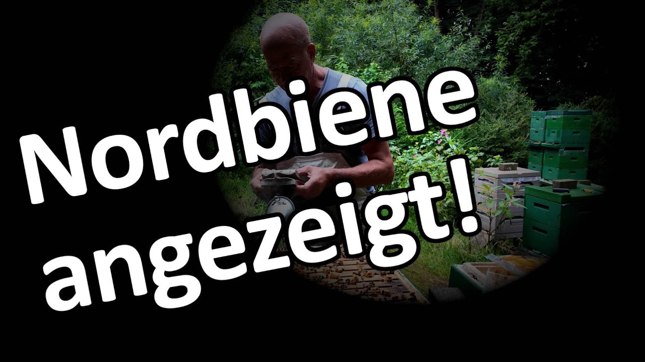 Nordbiene wurde angezeigt - warum und von wem?