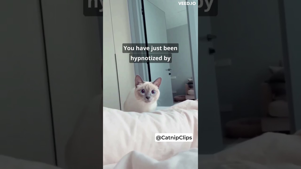 Feline Booty Shakin' - Cat Butt Wiggle Jump Caught on Camera! 