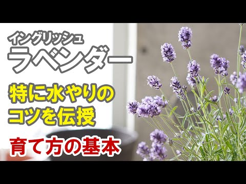 イングリッシュラベンダーの育て方 基本全般 特に水やりや肥料 植え替えなど Youtube